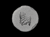 [stone.2.GIF]